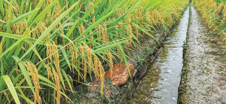 刷新全省高产纪录的“超级稻” 诞生在德阳的土地上(图1)