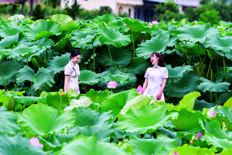 “荷”你在一起 夏天才更美丽(图1)