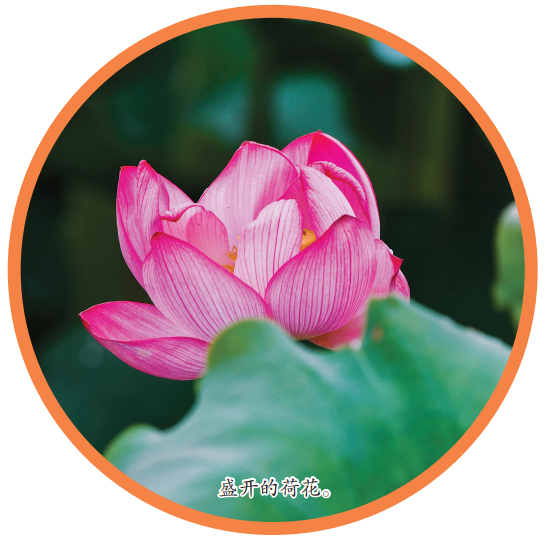 “荷”你在一起 夏天才更美丽(图2)
