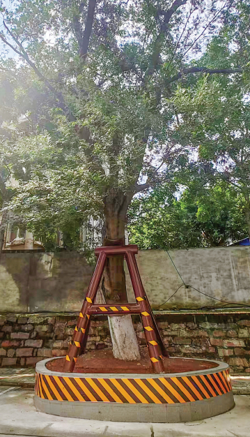 先治疗“疾病”再拄上“拐杖” 百年古树越活越硬朗(图2) 先治疗“疾病”再拄上“拐杖” 百年古树越活越硬朗(图2)