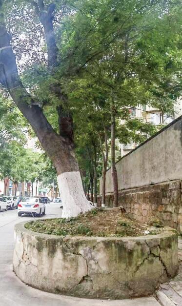 先治疗“疾病”再拄上“拐杖” 百年古树越活越硬朗(图1) 先治疗“疾病”再拄上“拐杖” 百年古树越活越硬朗(图1)